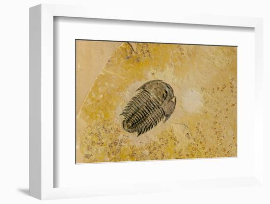 Fossils at Dinosaur Discovery, Johnson Farm, St. George, Utah-Michael DeFreitas-Framed Photographic Print