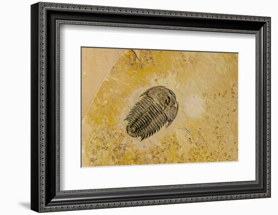 Fossils at Dinosaur Discovery, Johnson Farm, St. George, Utah-Michael DeFreitas-Framed Photographic Print