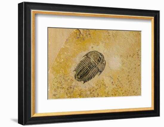 Fossils at Dinosaur Discovery, Johnson Farm, St. George, Utah-Michael DeFreitas-Framed Photographic Print