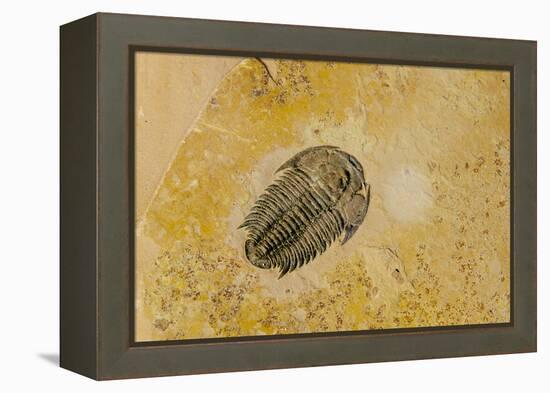 Fossils at Dinosaur Discovery, Johnson Farm, St. George, Utah-Michael DeFreitas-Framed Premier Image Canvas