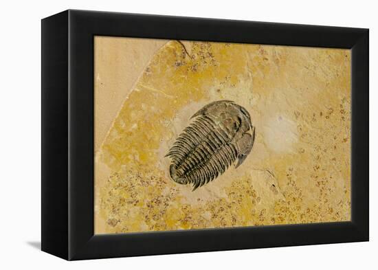 Fossils at Dinosaur Discovery, Johnson Farm, St. George, Utah-Michael DeFreitas-Framed Premier Image Canvas