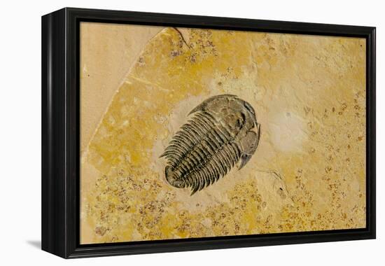 Fossils at Dinosaur Discovery, Johnson Farm, St. George, Utah-Michael DeFreitas-Framed Premier Image Canvas