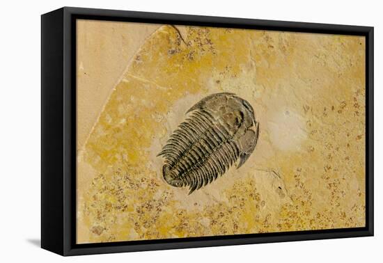 Fossils at Dinosaur Discovery, Johnson Farm, St. George, Utah-Michael DeFreitas-Framed Premier Image Canvas