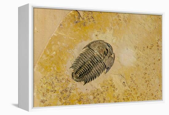 Fossils at Dinosaur Discovery, Johnson Farm, St. George, Utah-Michael DeFreitas-Framed Premier Image Canvas