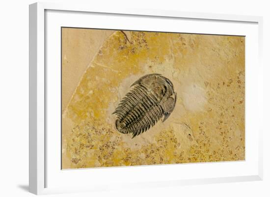 Fossils at Dinosaur Discovery, Johnson Farm, St. George, Utah-Michael DeFreitas-Framed Photographic Print