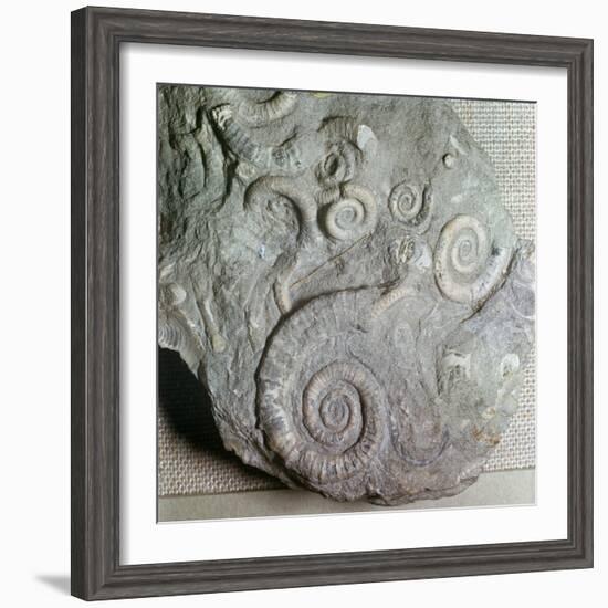 Fossils in Jurassic rocks-Unknown-Framed Giclee Print