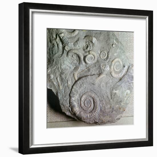 Fossils in Jurassic rocks-Unknown-Framed Giclee Print