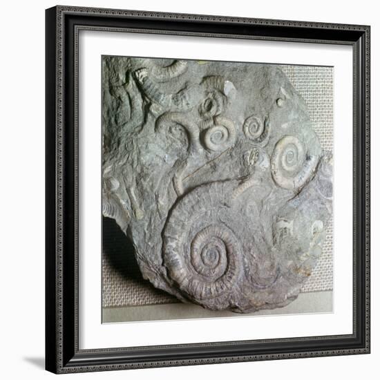 Fossils in Jurassic rocks-Unknown-Framed Giclee Print