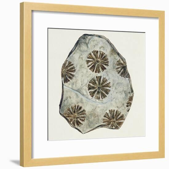 Fossils, Plants, Sphenophyllum Cuneifolium-null-Framed Giclee Print