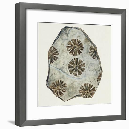 Fossils, Plants, Sphenophyllum Cuneifolium-null-Framed Giclee Print