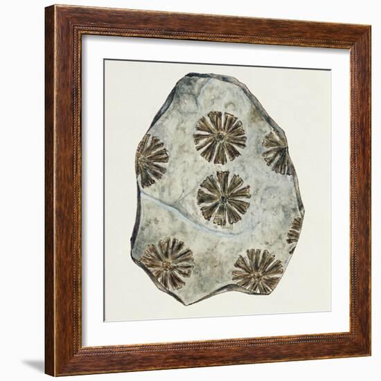 Fossils, Plants, Sphenophyllum Cuneifolium-null-Framed Giclee Print