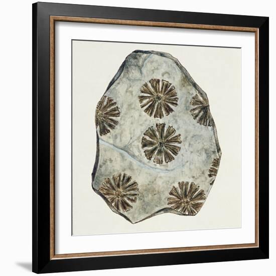 Fossils, Plants, Sphenophyllum Cuneifolium-null-Framed Giclee Print