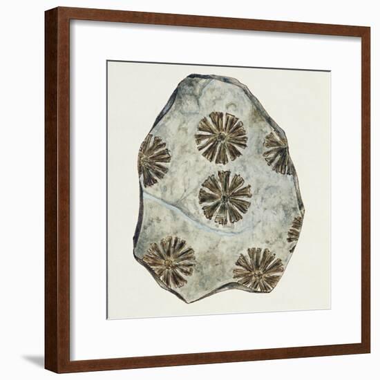 Fossils, Plants, Sphenophyllum Cuneifolium-null-Framed Giclee Print