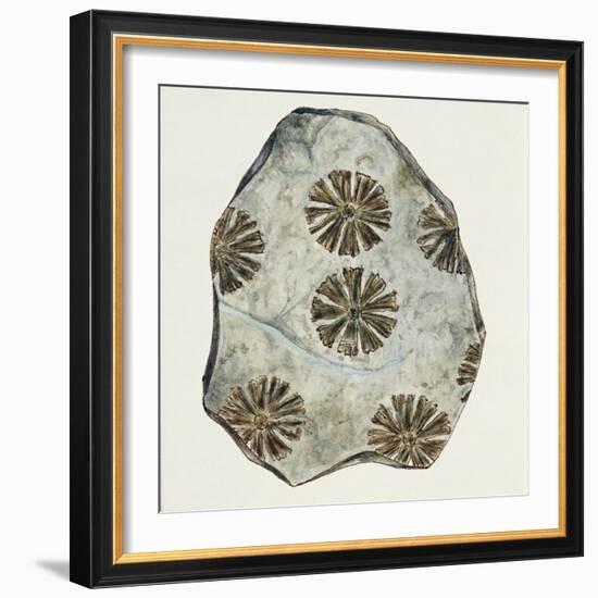 Fossils, Plants, Sphenophyllum Cuneifolium-null-Framed Giclee Print