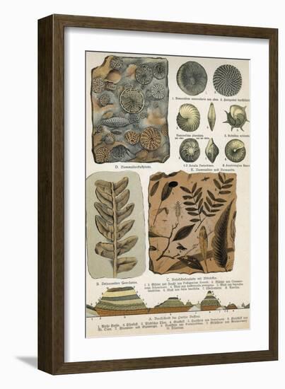 Fossils-Science Source-Framed Giclee Print