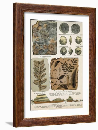 Fossils-Science Source-Framed Giclee Print