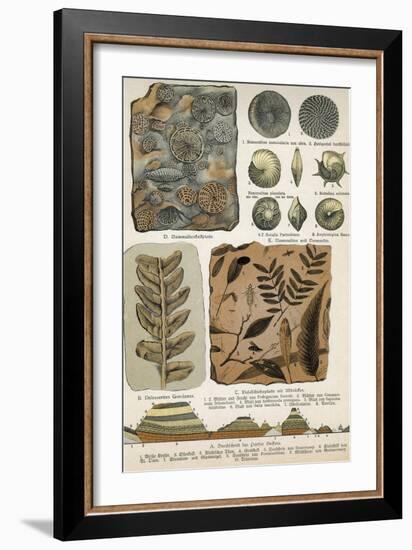 Fossils-Science Source-Framed Giclee Print