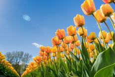 Tulips in Spring Sun.-Fotografiecor-Laminated Photographic Print