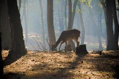 Young Deer Posing in the Forest-Fotografiecor-Photographic Print