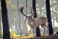 Young Deer Posing in the Forest-Fotografiecor-Framed Premier Image Canvas