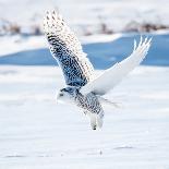 Snowy Owl in Flight-FotoRequest-Premier Image Canvas