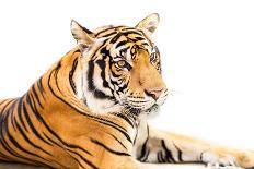Siberian Tiger-fotoslaz-Premier Image Canvas