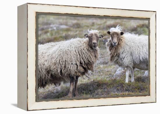 Foula Sheep on the Island of Foula. Shetland Islands, Scotland-Martin Zwick-Framed Premier Image Canvas