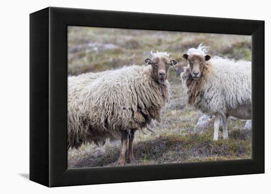 Foula Sheep on the Island of Foula. Shetland Islands, Scotland-Martin Zwick-Framed Premier Image Canvas