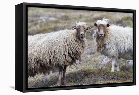 Foula Sheep on the Island of Foula. Shetland Islands, Scotland-Martin Zwick-Framed Premier Image Canvas