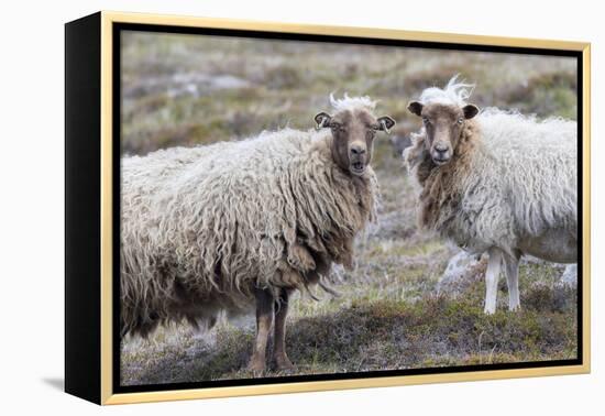 Foula Sheep on the Island of Foula. Shetland Islands, Scotland-Martin Zwick-Framed Premier Image Canvas