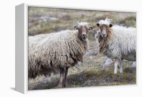 Foula Sheep on the Island of Foula. Shetland Islands, Scotland-Martin Zwick-Framed Premier Image Canvas