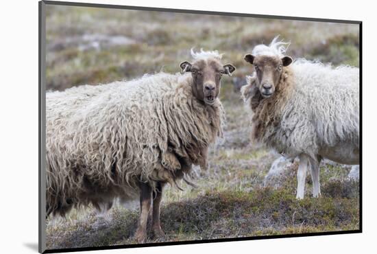 Foula Sheep on the Island of Foula. Shetland Islands, Scotland-Martin Zwick-Mounted Photographic Print