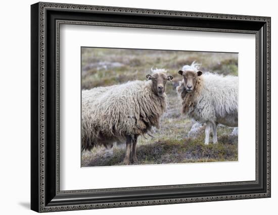 Foula Sheep on the Island of Foula. Shetland Islands, Scotland-Martin Zwick-Framed Photographic Print