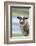 Foula Sheep on the Island of Foula. Shetland Islands, Scotland-Martin Zwick-Framed Photographic Print