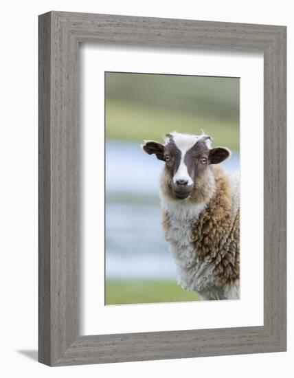 Foula Sheep on the Island of Foula. Shetland Islands, Scotland-Martin Zwick-Framed Photographic Print