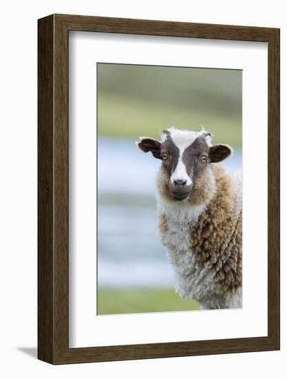 Foula Sheep on the Island of Foula. Shetland Islands, Scotland-Martin Zwick-Framed Photographic Print