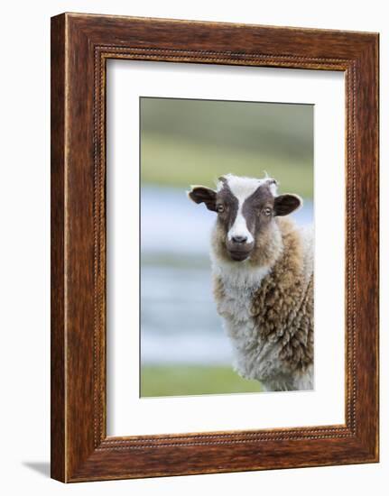 Foula Sheep on the Island of Foula. Shetland Islands, Scotland-Martin Zwick-Framed Photographic Print