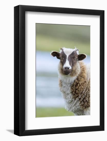 Foula Sheep on the Island of Foula. Shetland Islands, Scotland-Martin Zwick-Framed Photographic Print