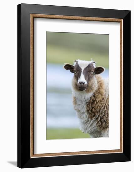 Foula Sheep on the Island of Foula. Shetland Islands, Scotland-Martin Zwick-Framed Photographic Print