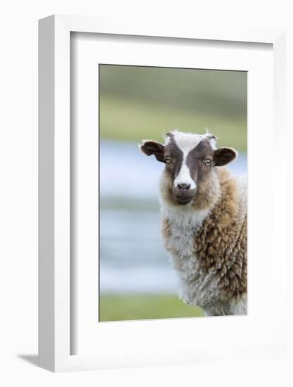 Foula Sheep on the Island of Foula. Shetland Islands, Scotland-Martin Zwick-Framed Photographic Print