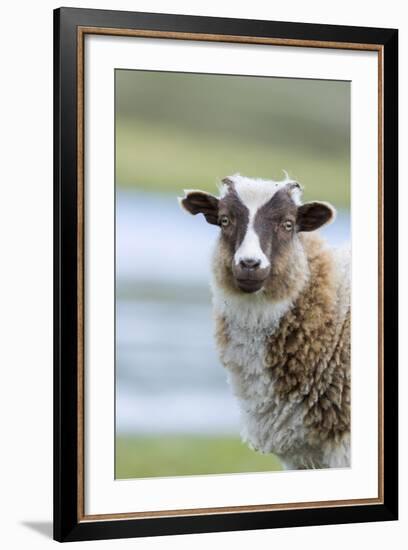 Foula Sheep on the Island of Foula. Shetland Islands, Scotland-Martin Zwick-Framed Photographic Print