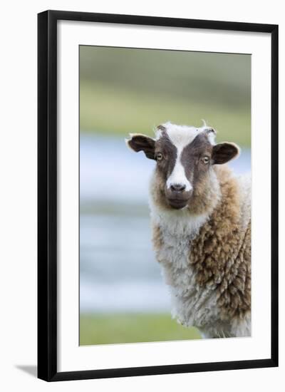 Foula Sheep on the Island of Foula. Shetland Islands, Scotland-Martin Zwick-Framed Photographic Print