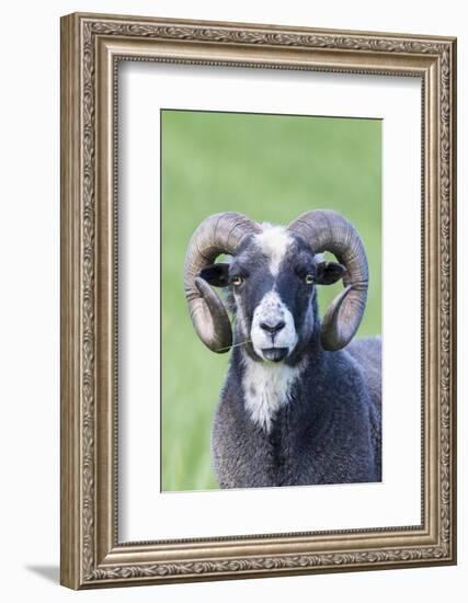 Foula Sheep on the Island of Foula. Shetland Islands, Scotland-Martin Zwick-Framed Photographic Print