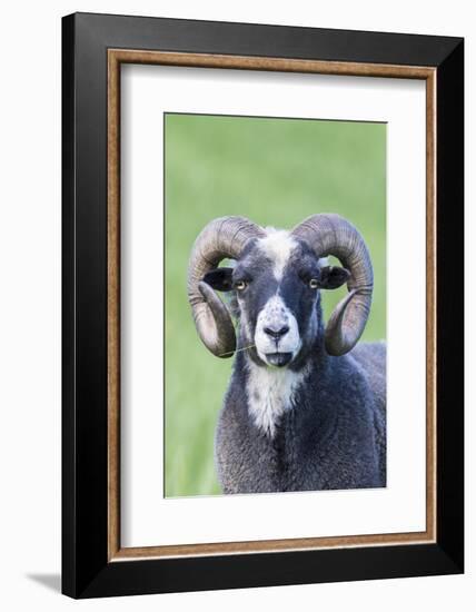 Foula Sheep on the Island of Foula. Shetland Islands, Scotland-Martin Zwick-Framed Photographic Print