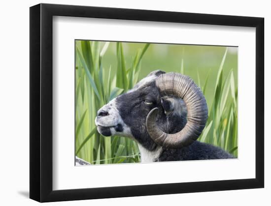 Foula Sheep on the Island of Foula. Shetland Islands, Scotland-Martin Zwick-Framed Photographic Print