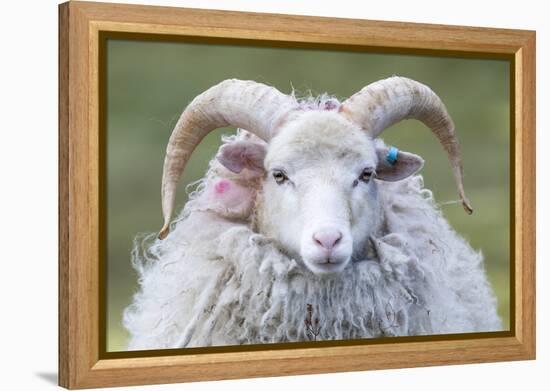 Foula Sheep on the Island of Foula. Shetland Islands, Scotland-Martin Zwick-Framed Premier Image Canvas