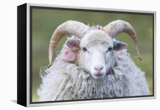 Foula Sheep on the Island of Foula. Shetland Islands, Scotland-Martin Zwick-Framed Premier Image Canvas