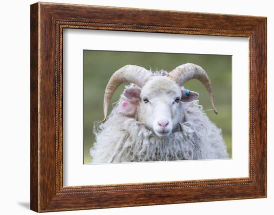 Foula Sheep on the Island of Foula. Shetland Islands, Scotland-Martin Zwick-Framed Photographic Print