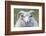 Foula Sheep on the Island of Foula. Shetland Islands, Scotland-Martin Zwick-Framed Photographic Print