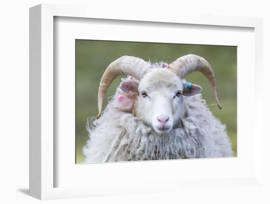 Foula Sheep on the Island of Foula. Shetland Islands, Scotland-Martin Zwick-Framed Photographic Print